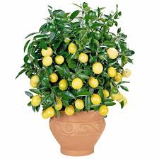 lemon bonsai image