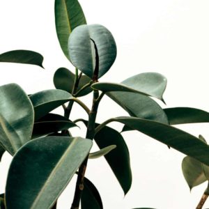 Rubber Indoor plant image