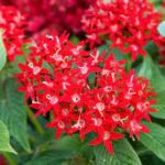 pentas flower image