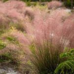 Grasses image